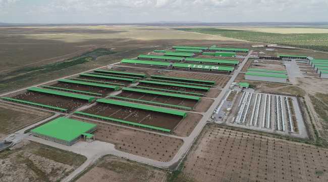 TİGEM Gözlü'den günde 37 ton süt üretimiyle ekonomiye katkı