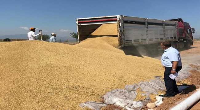 TMO, Nallıhan ve Ayaş’ta arpa alımlarına başladı