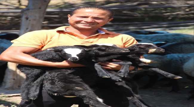 Üç dil bilen işletmeci yurt dışındaki kariyerini bırakıp köyüne döndü