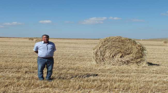 Ulaş'ta fiğ hasadına başlanıldı 