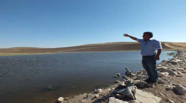 Ulaş TİGEM'de koyunların sulanması için göletler yapıldı 