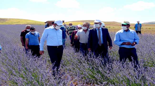 Vali Sezer, lavanta hasatı ve anıza ekim programına katıldı