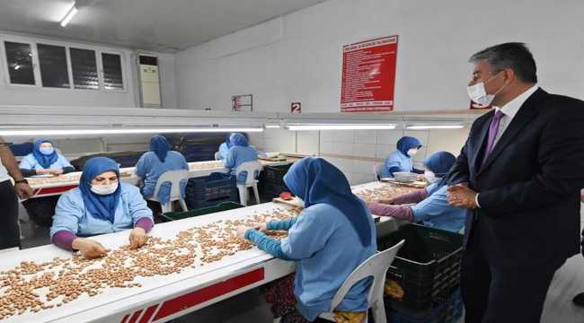 Vali Yılmaz, yer fıstığı fabrikalarını ziyaret etti
