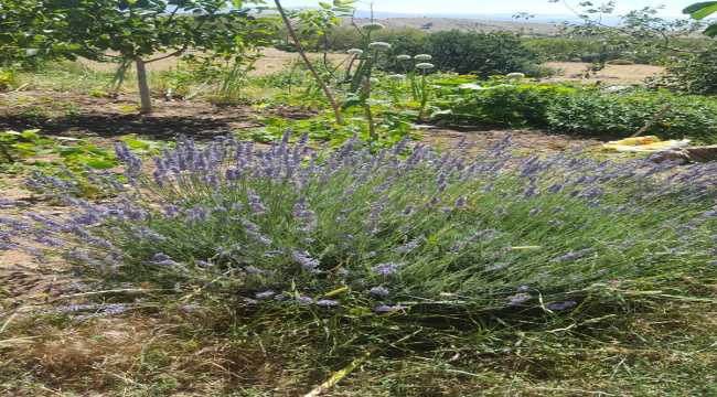 Yalvaç'ta köylüleri teşvik etmek için ekilen lavantalar mor renge büründü