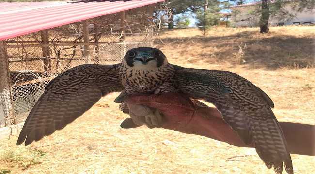 Yaralı bulunan Gökdoğan kuşu tedavisinin ardından doğaya salındı