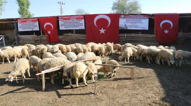Yozgat'ta bir dernek 300 aileye küçükbaş kurbanlık dağıttı