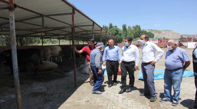 Zara'da hayvan pazarı açıldı