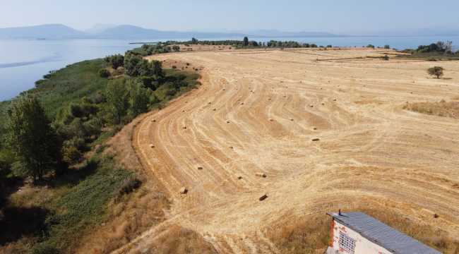 Adada hasat yapan biçerdöver gölde 