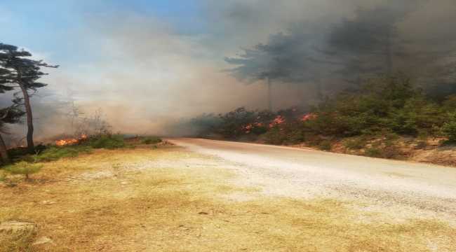 Adana'da orman yangını 