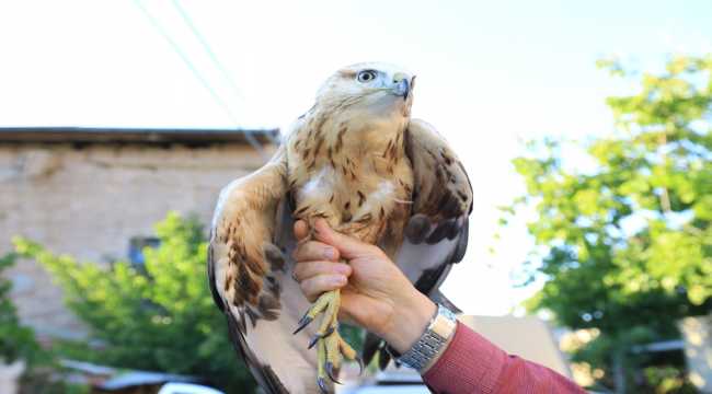 Aksaray'da yaralı kızıl şahin tedaviye alındı