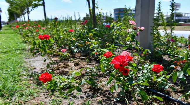 Ankara Büyükşehir Belediyesi, Ayaş Yolunu güllerle süsledi