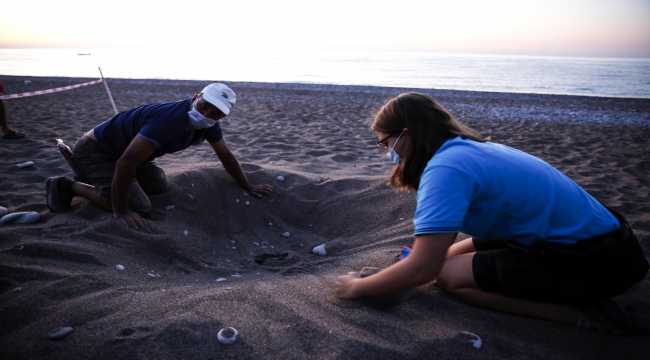 Antalya'da caretta caretta yavruları denizle buluştu