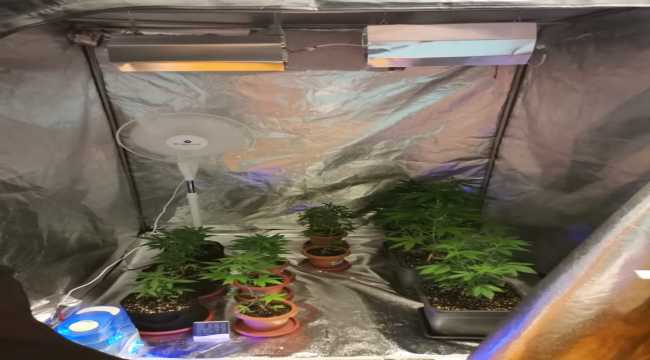 Antalya'da yatak odasında Hint keneviri yetiştiren şüpheli yakalandı