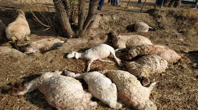 Antalya'da yıldırım düşmesi sonucu 39 koyun telef oldu