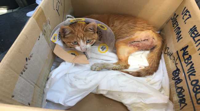 Bucak'ta ağayı kırılan kediyi belediye tedavi ettirdi 