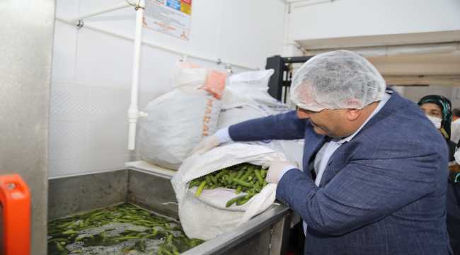 Çubuk'ta turşu kurma sezonu başladı