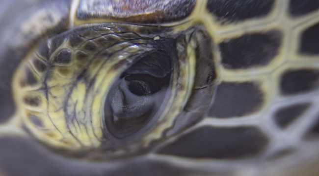 Deniz kaplumbağalarının cankurtaranları
