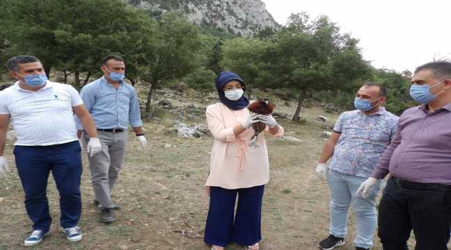 Derebucak'ta 500 sülün doğayla buluşturuldu