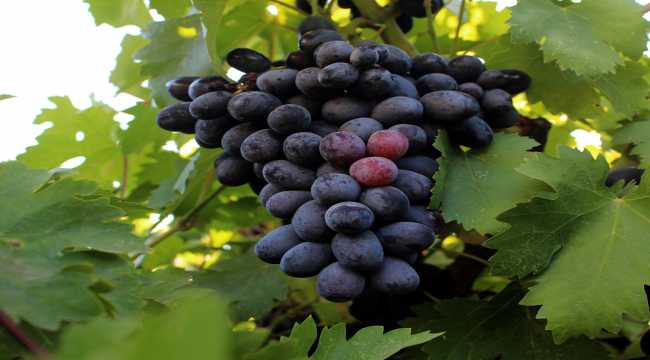 Doğu Akdeniz'in üzüm cennetinde 