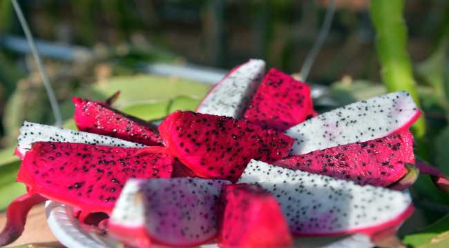 Ejder meyvesi üreticileri satışlardan memnun 