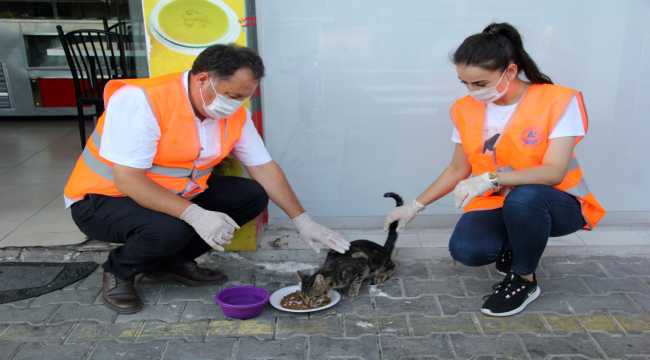 Erdemli'de sokak kedilerine mama ve su desteği