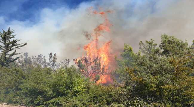 Osmaniye'de orman yangını çıktı
