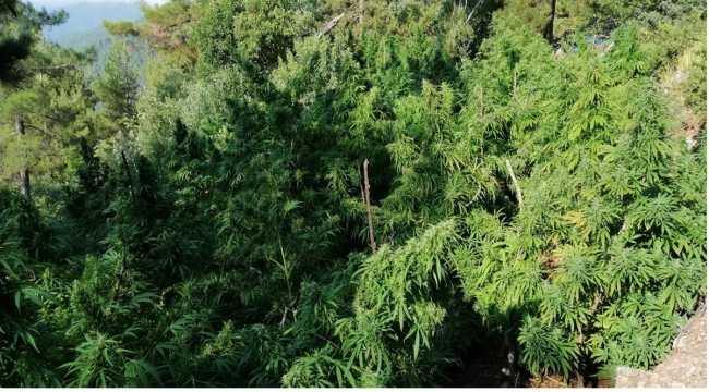 Hatay'da 12 operasyonda 39 bin 638 kök Hint keneviri ele geçirildi