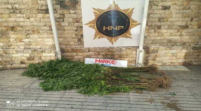 Hatay'da 39 kök Hint keneviri ele geçirildi 