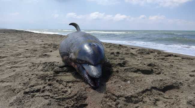 Hatay'da ölü yunus kıyıya vurdu