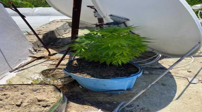 Hatay'da uyuşturucu operasyonu
