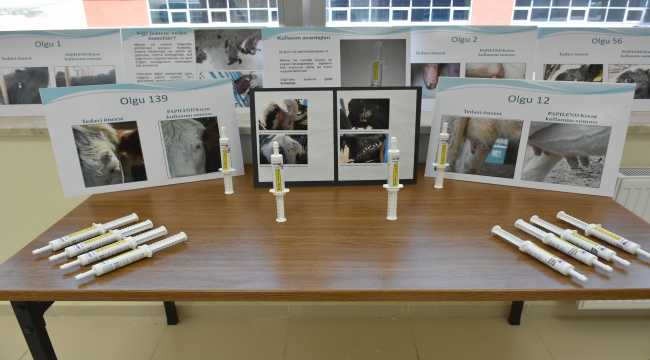 Hayvanlarda süt verimini etkileyen meme siğillerine karşı geliştirilen yerli merhemin üretimine başlandı