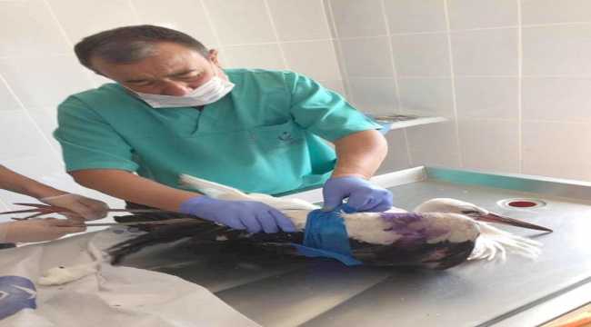 Kahramankazan'da yaralı bulunan leylek 