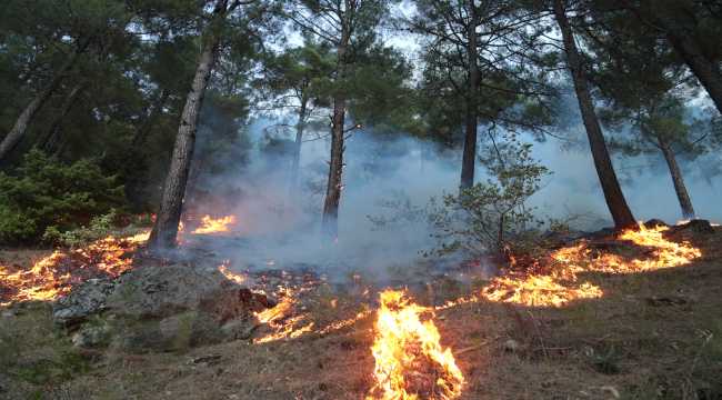 Kahramanmaraş'ta çıkan orman yangınına havadan ve karadan müdahale ediliyor 