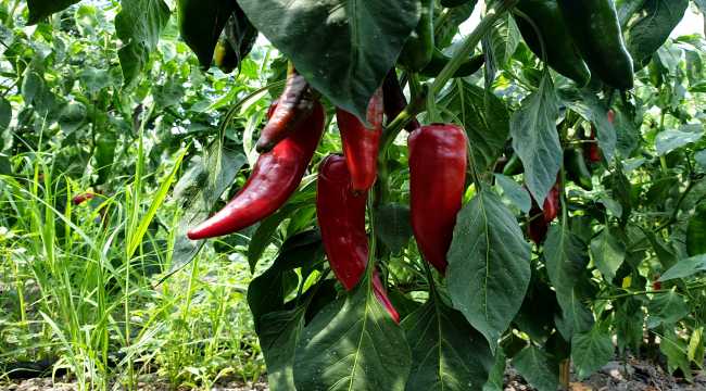 Kırmızı biberin salçaya yolculuğu başladı 