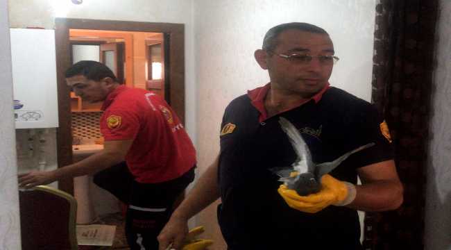 Kırşehir'de doğal gaz bacasına düşen güvercini itfaiye kurtardı