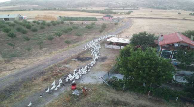 Komşunun verdiği kazlar sektör değiştirtti 