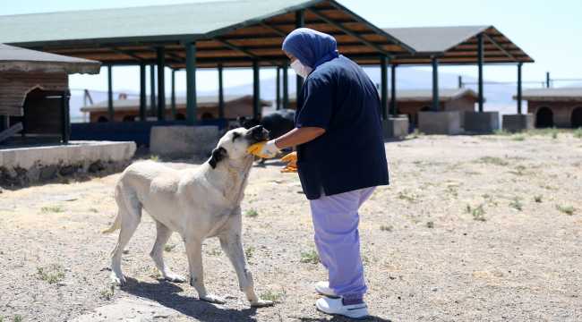 Köpek barınağının gönüllü anneleri
