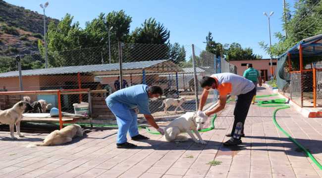 Kozan'da sokak hayvanları kısırlaştırılıyor 
