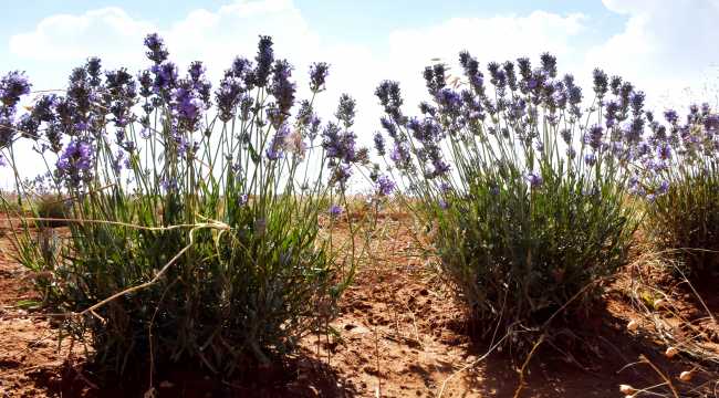 Lavanta yetiştiriciliği bozkırın topraklarında üniversite desteğiyle yaygınlaştırılacak

