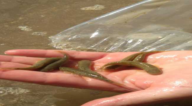 Mersin'de avlanması ve satışı yasak olan 2 bin 500 doktor balığı bulundu