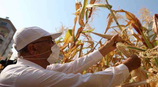 Mersin'de boş arsalara ekilen mısırların hasadına başlandı 