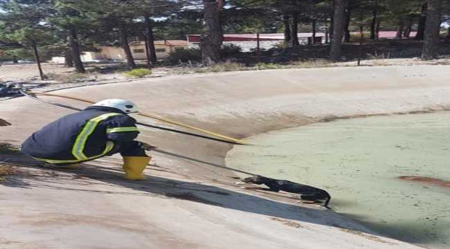 Mersin'de girdikleri yangın havuzunda çamura saplanan iki köpek kurtarıldı 