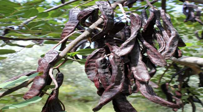 Mersin'de keçiboynuzu üreticisinden hırsızlığa karşı evde kurutma önlemi