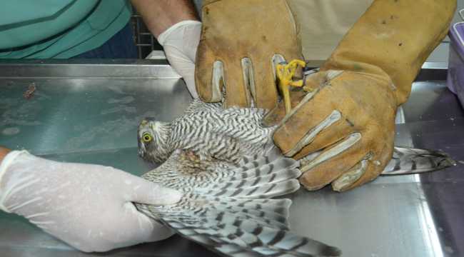 Mersin'de yaralı bulunan şahin tedaviye alındı 