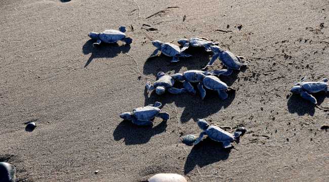 Mersin'de yavru deniz kaplumbağaları ODTÜ güvencesiyle ilk adımlarını atıyor