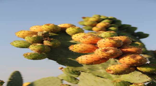 Mersin'in lezzeti dikenli incir tatlıya dönüştürülecek