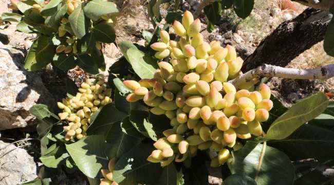 Mut'ta Antep fıstığı hasadı başladı