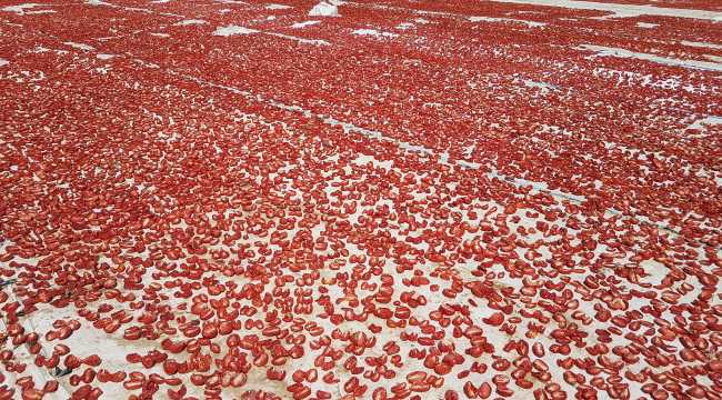 Niğde'de güneşte kurutulan domatesler 6 ülkeye ihraç ediliyor