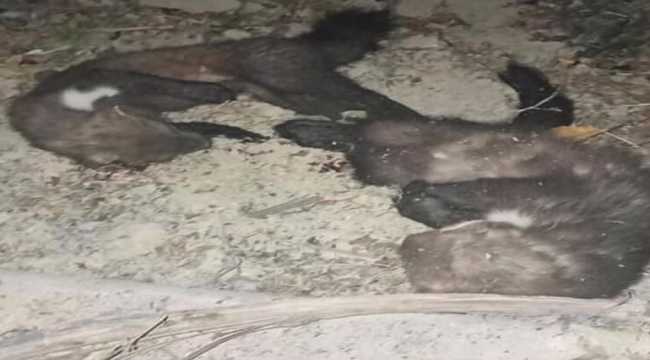 Niğde'de iki kaya sansarını öldüren kişiye 3 bin 487 lira ceza