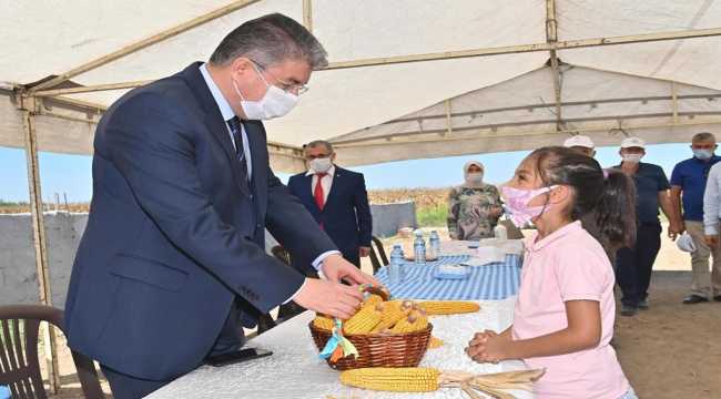 Osmaniye'de mısır hasadı başladı
